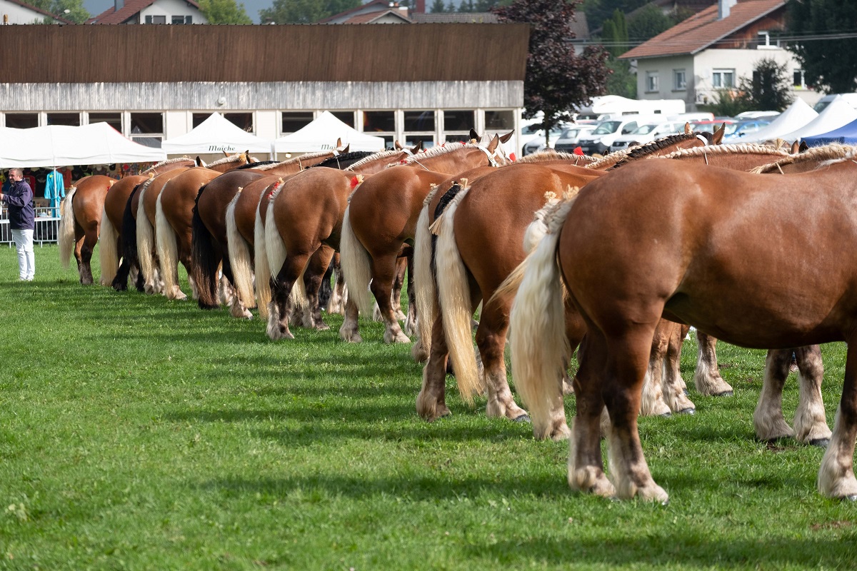 Concours National du Cheval de Trait comtois