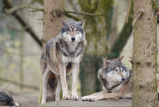 conf. intelligences animales