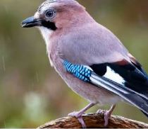 conférence oiseau