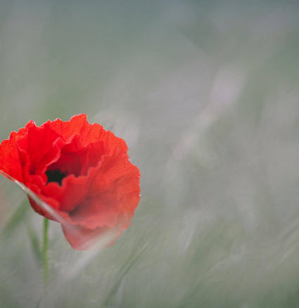 coquelicot