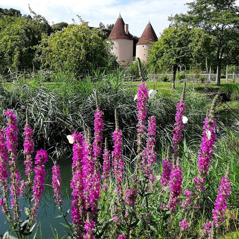 Stage croquis et dessin en extérieur – château de Corbelin