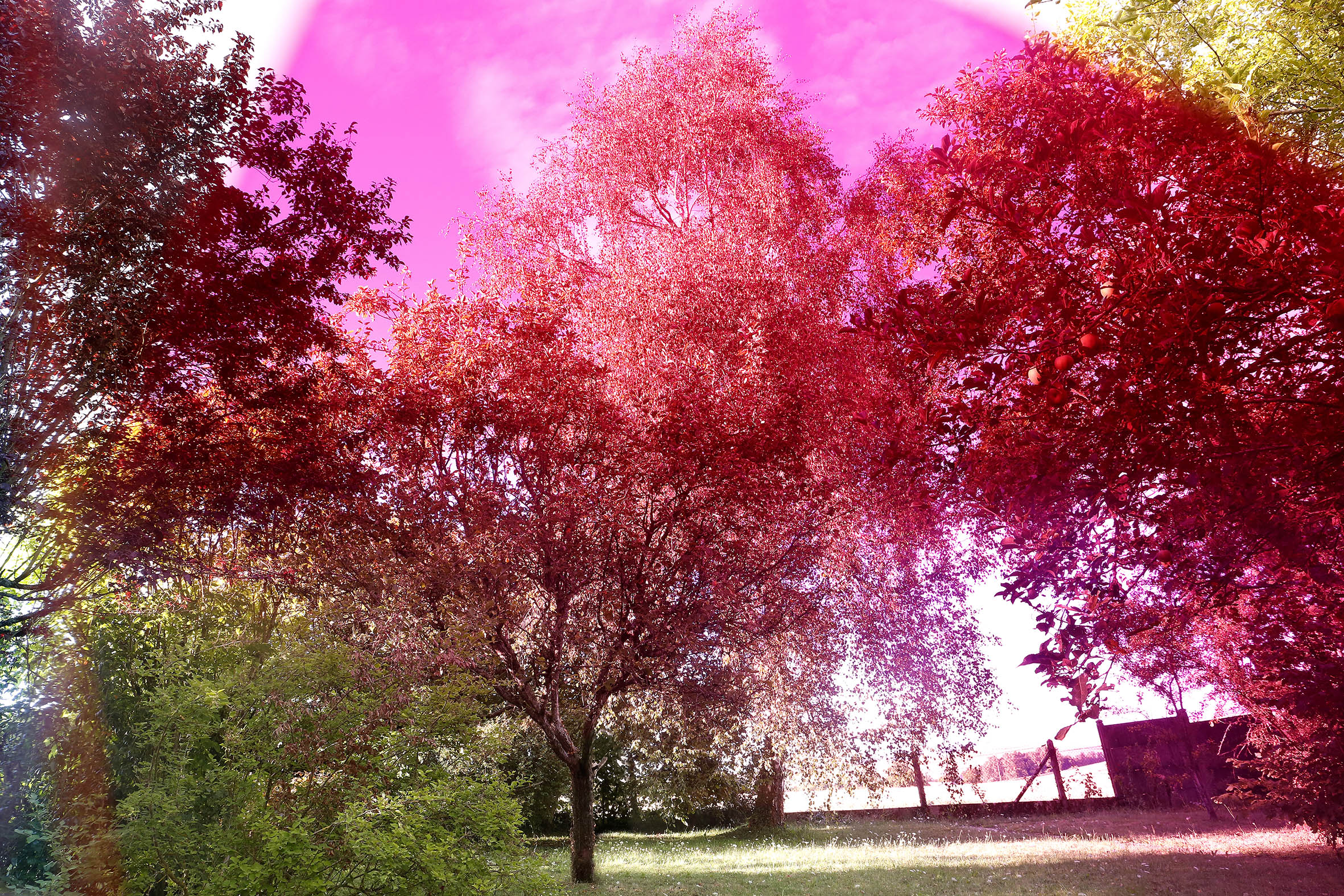 Quel est ton arbre ?