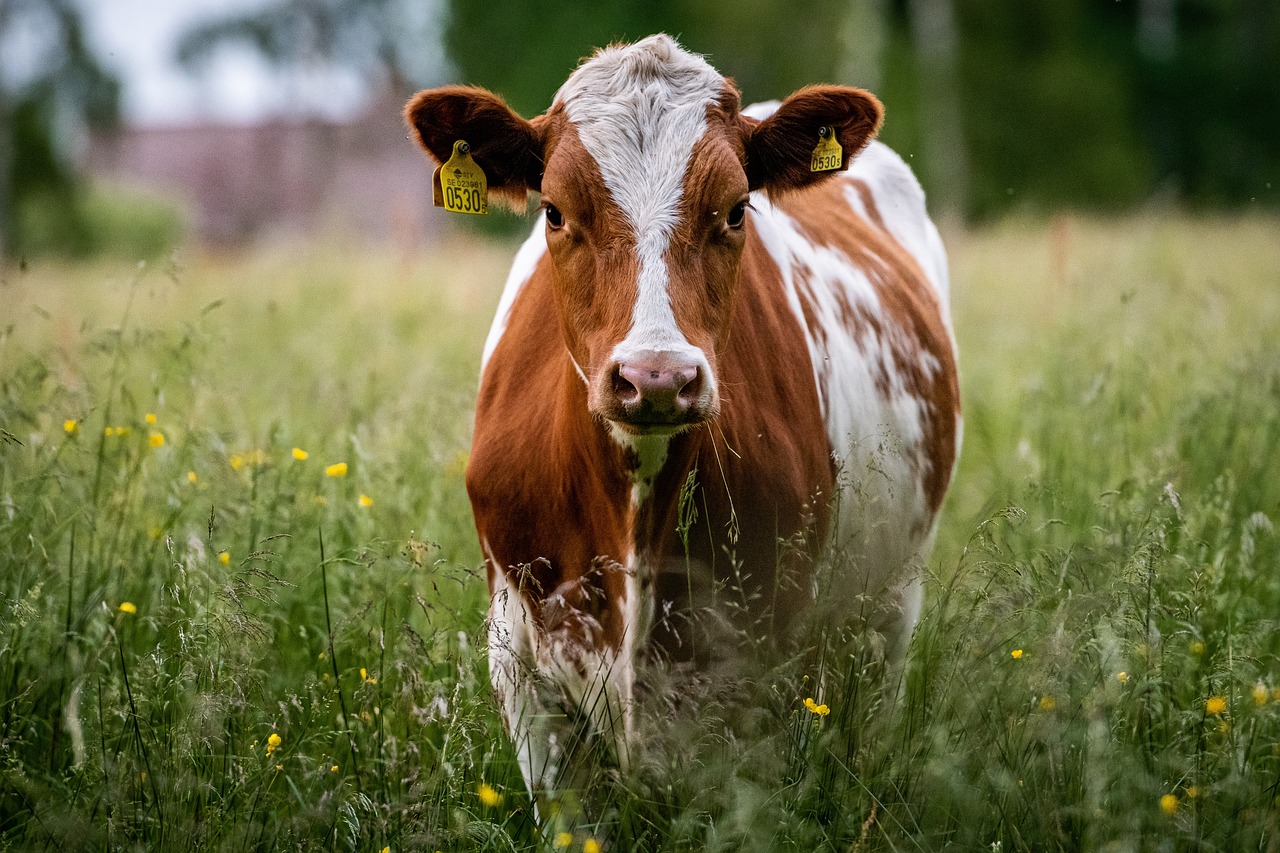 cow-ge09408d45_1280