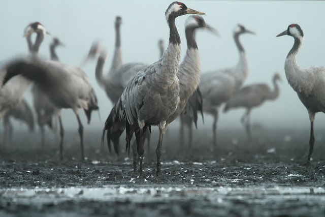 crane-5045920_640