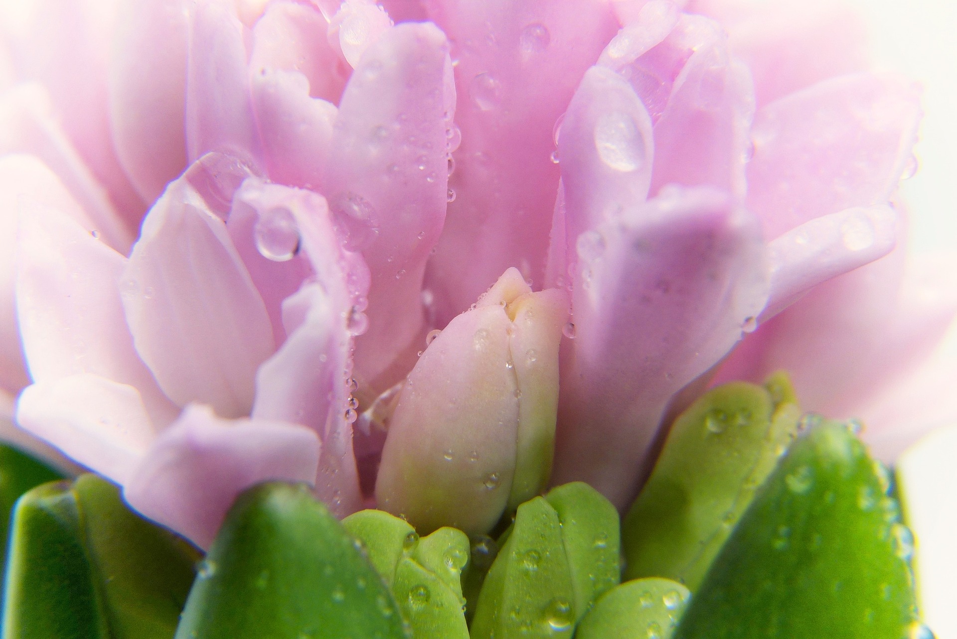 crocus-3176390_1920