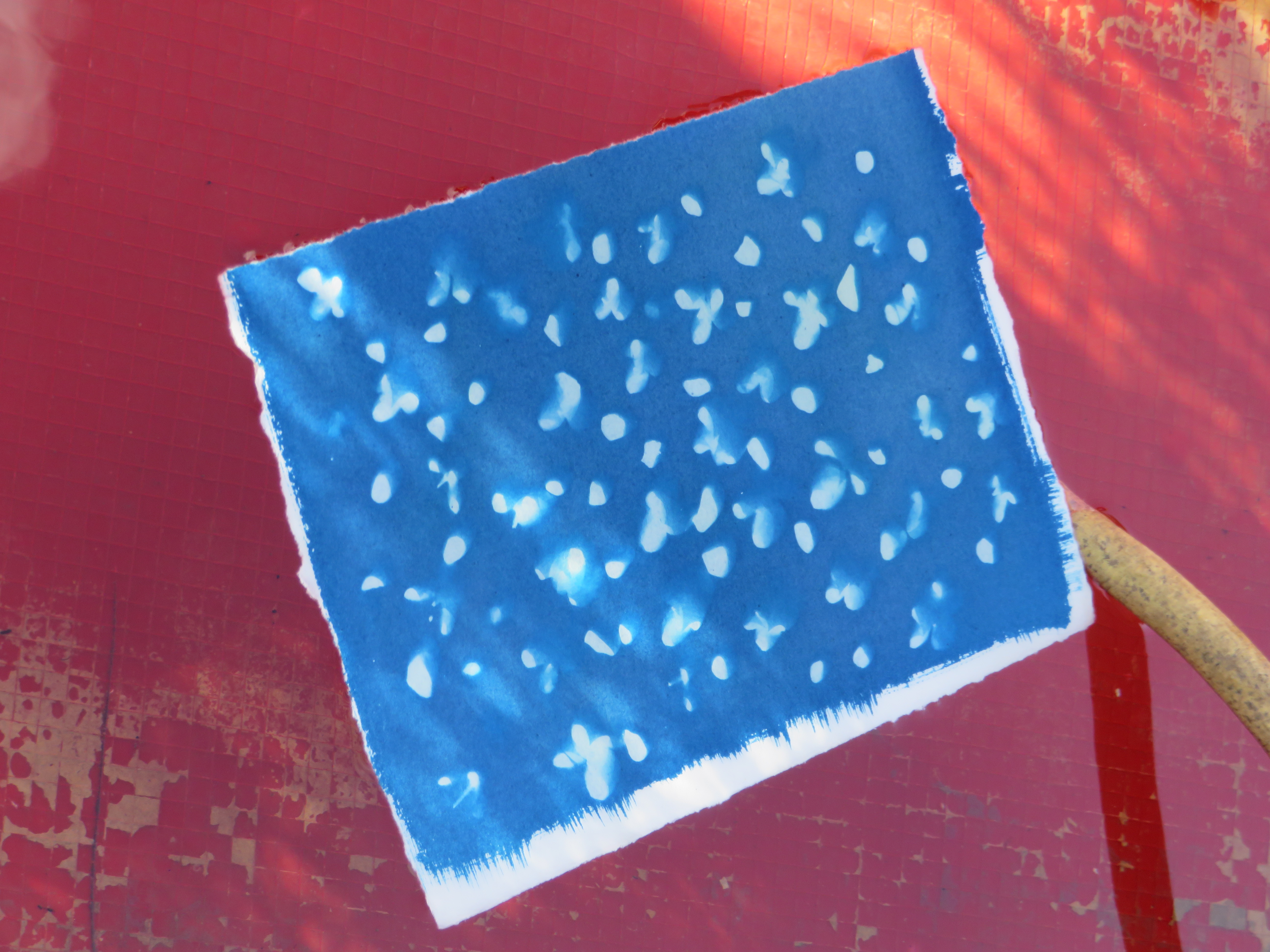 cyanotype