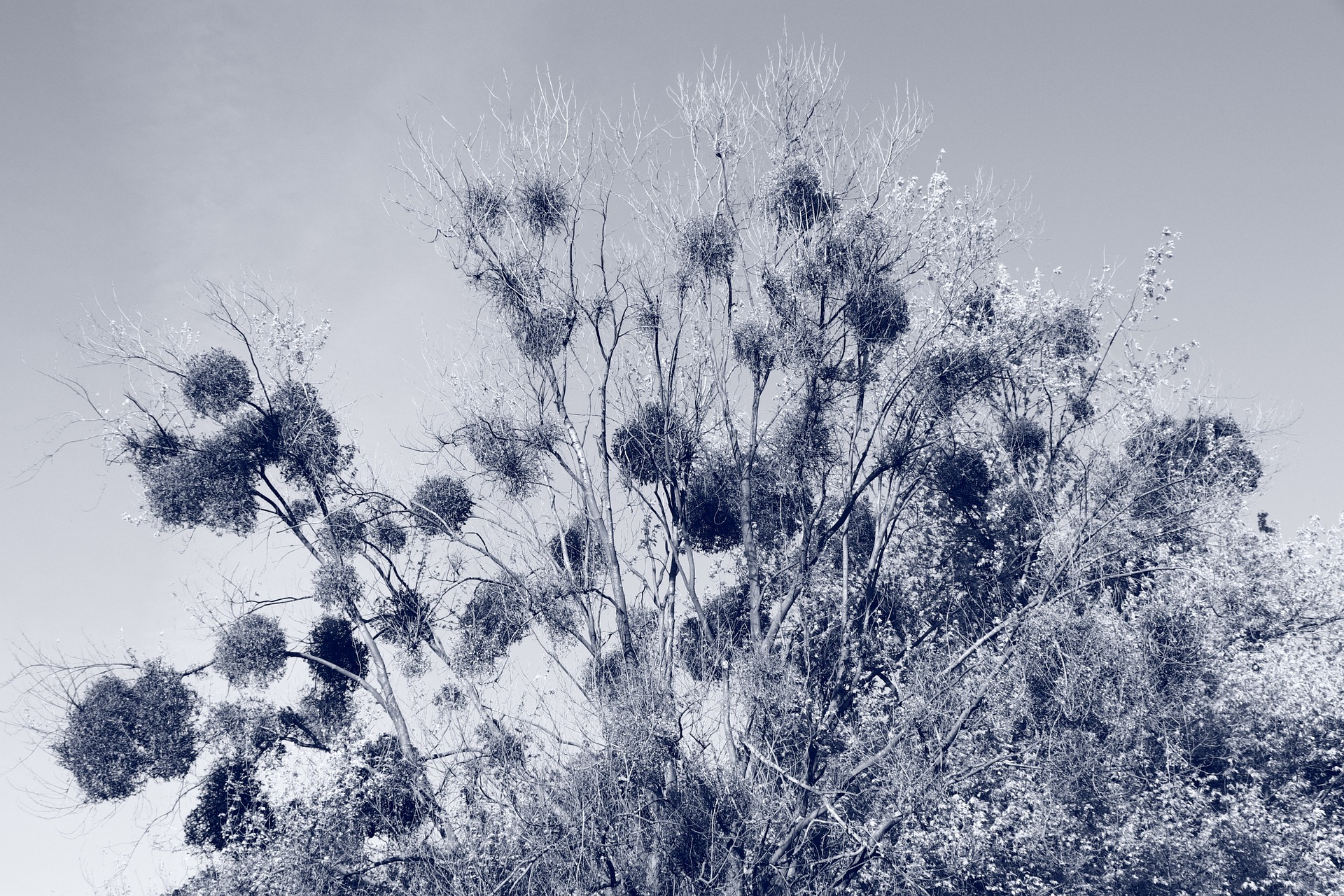 cyanotype