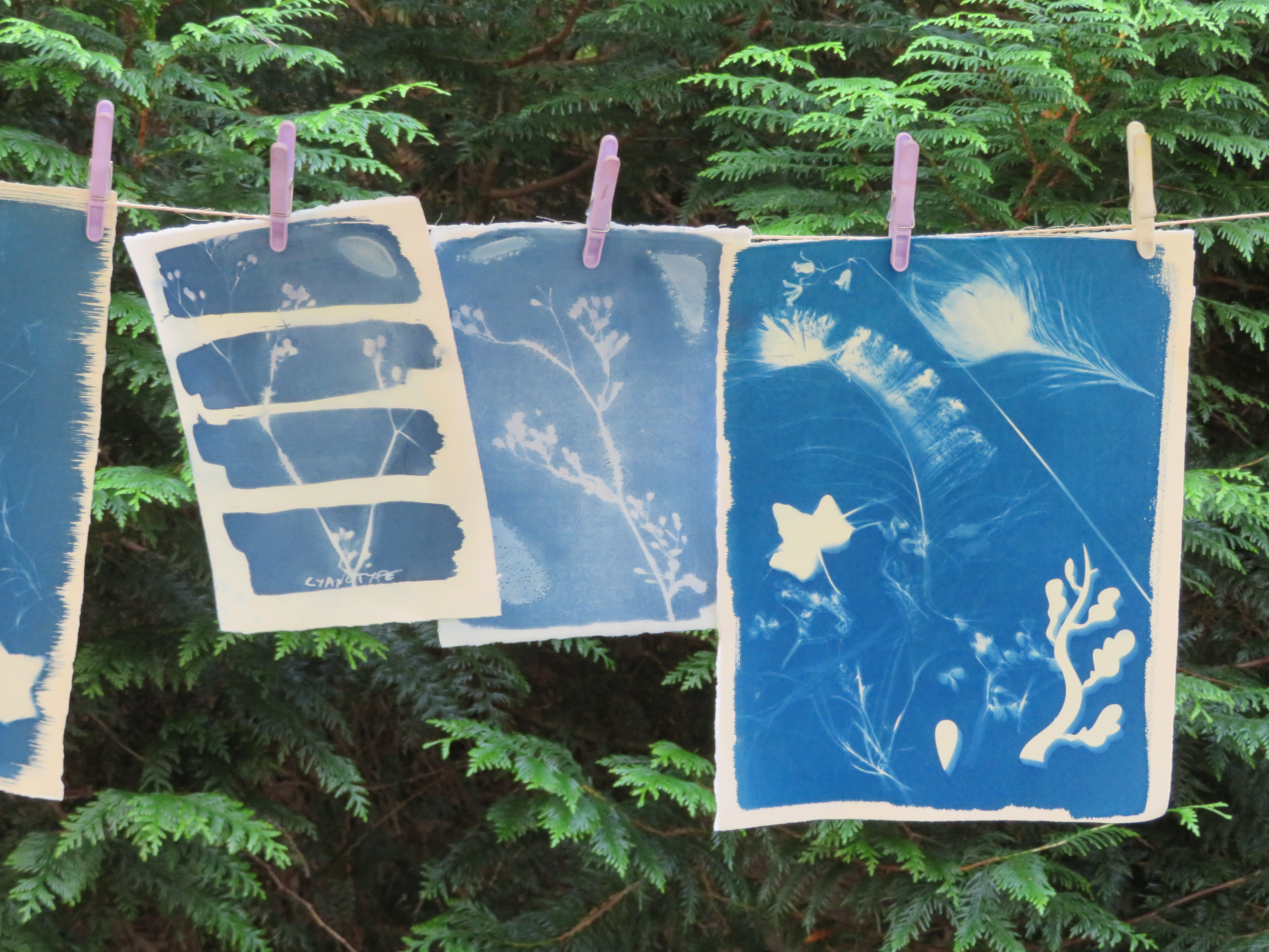 cyanotype2