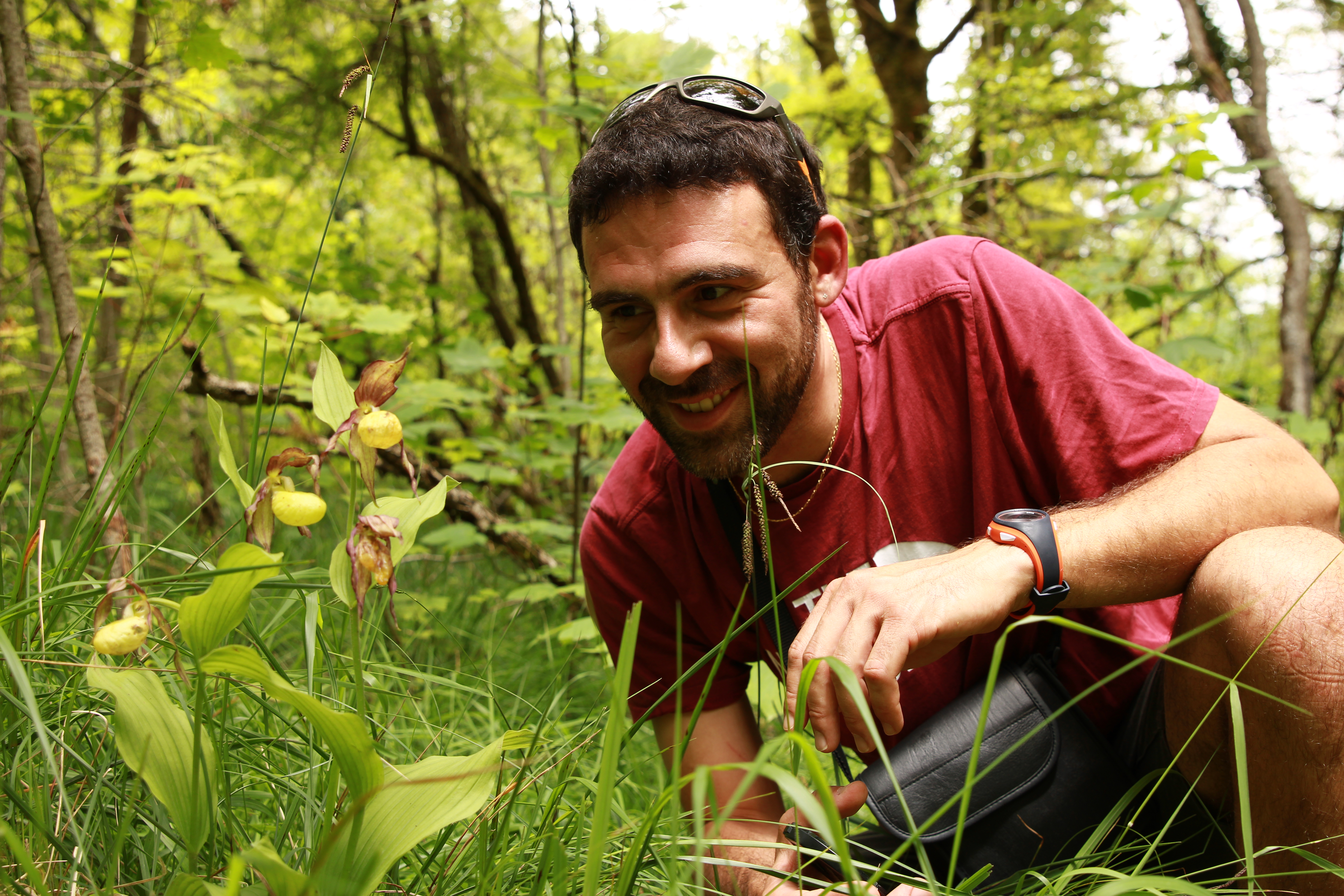 cypripedium calceolus