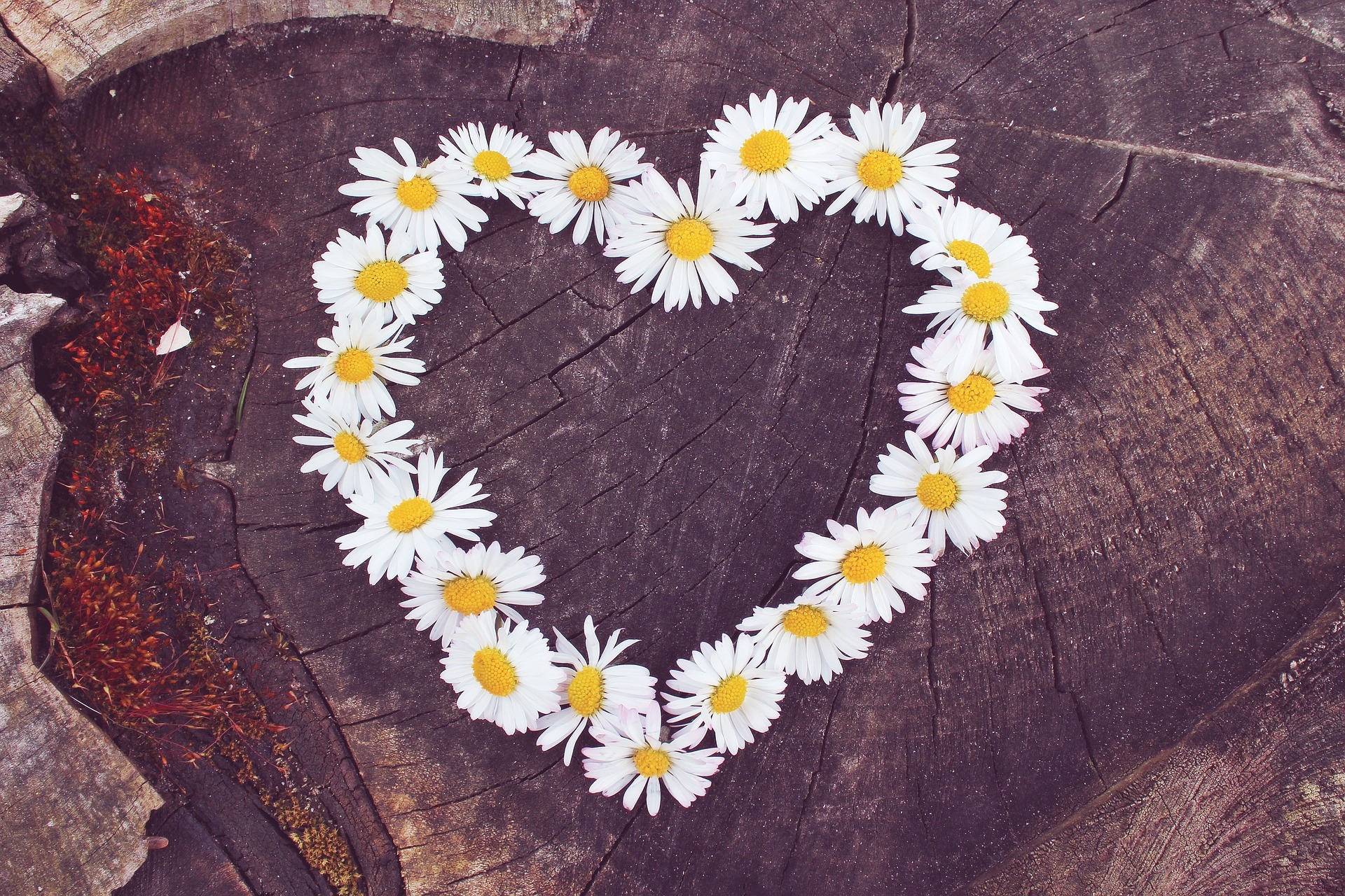 daisy