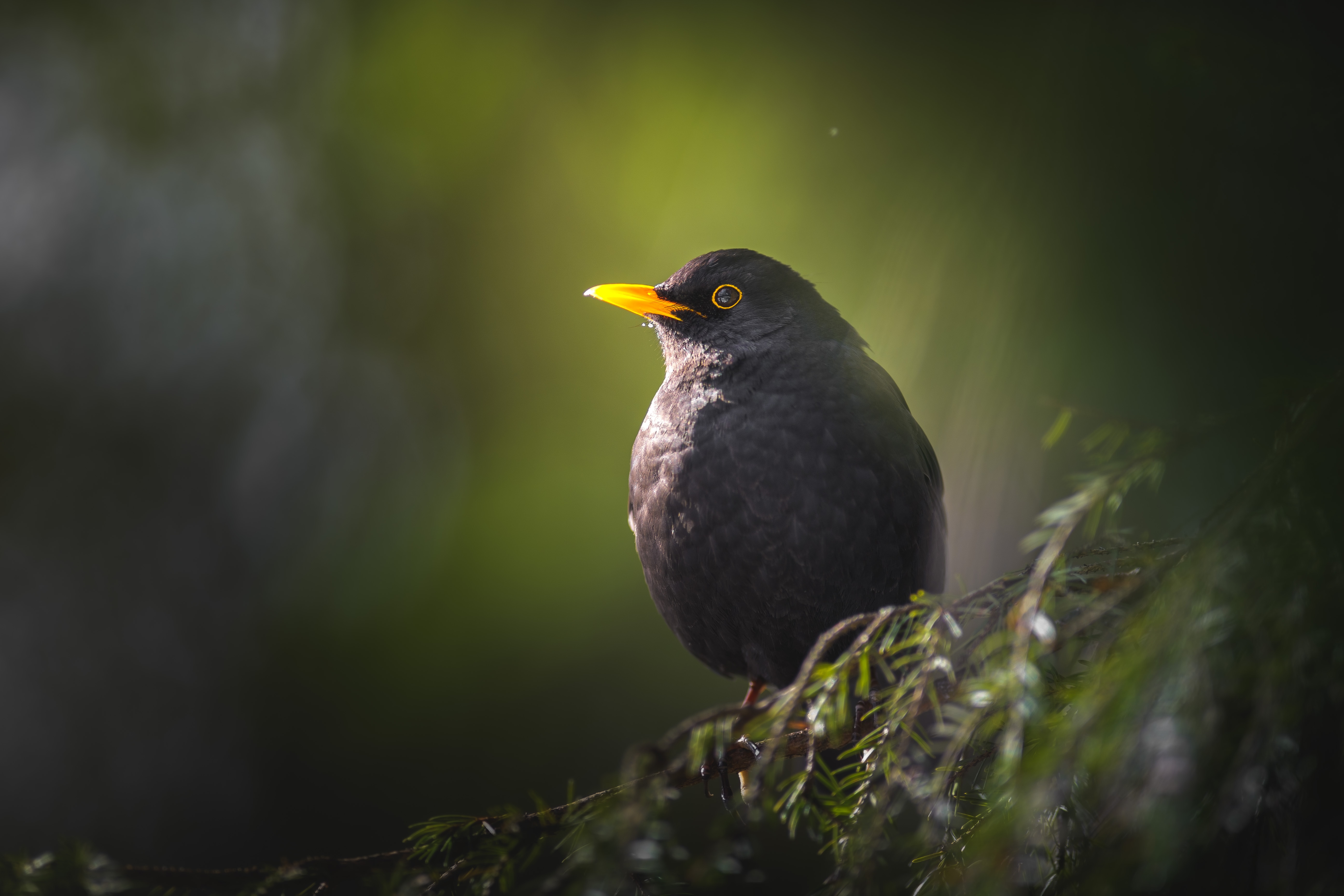 Merle noir, oiseau, observation nature