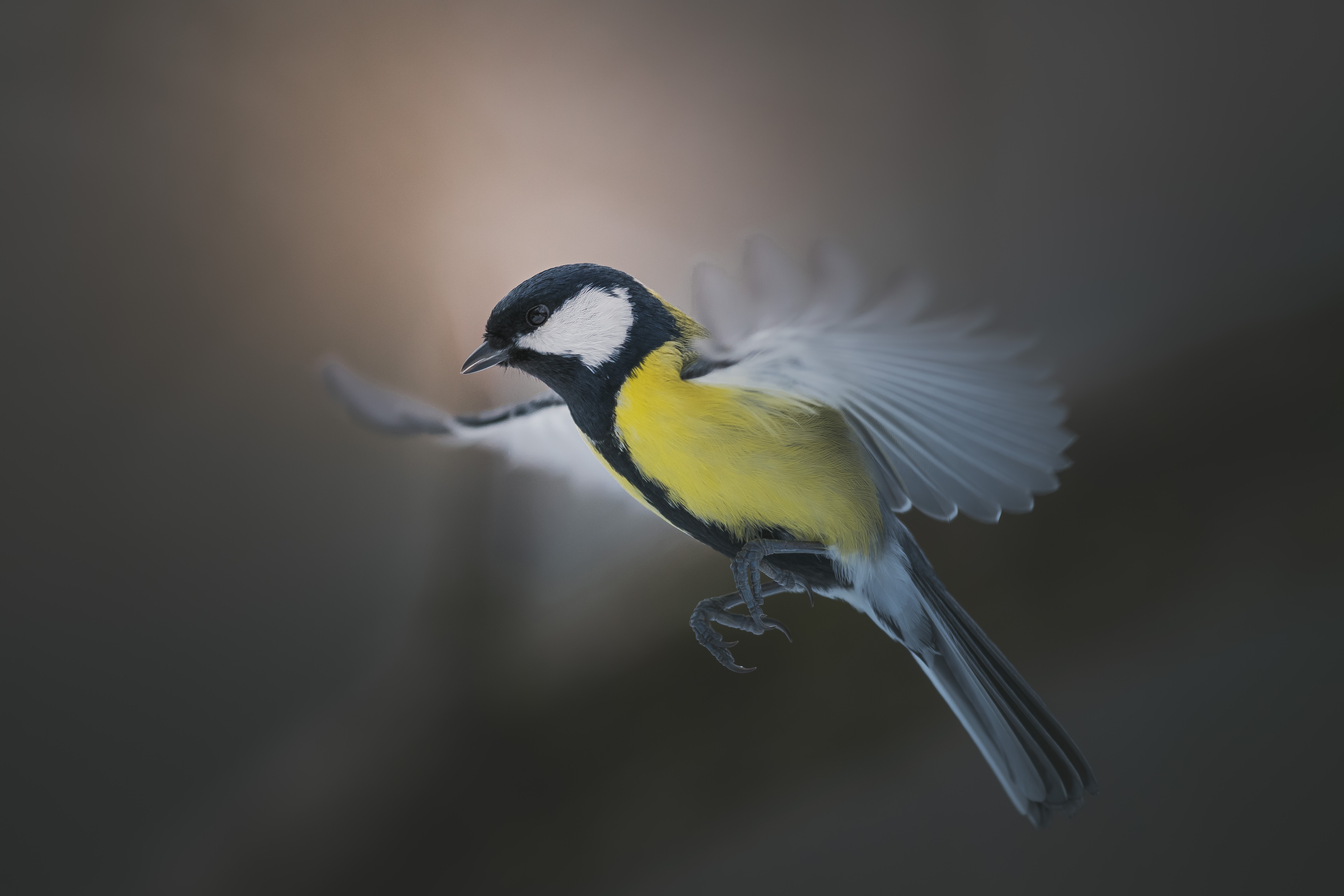 Mésange charbonnière, oiseau, observation nature