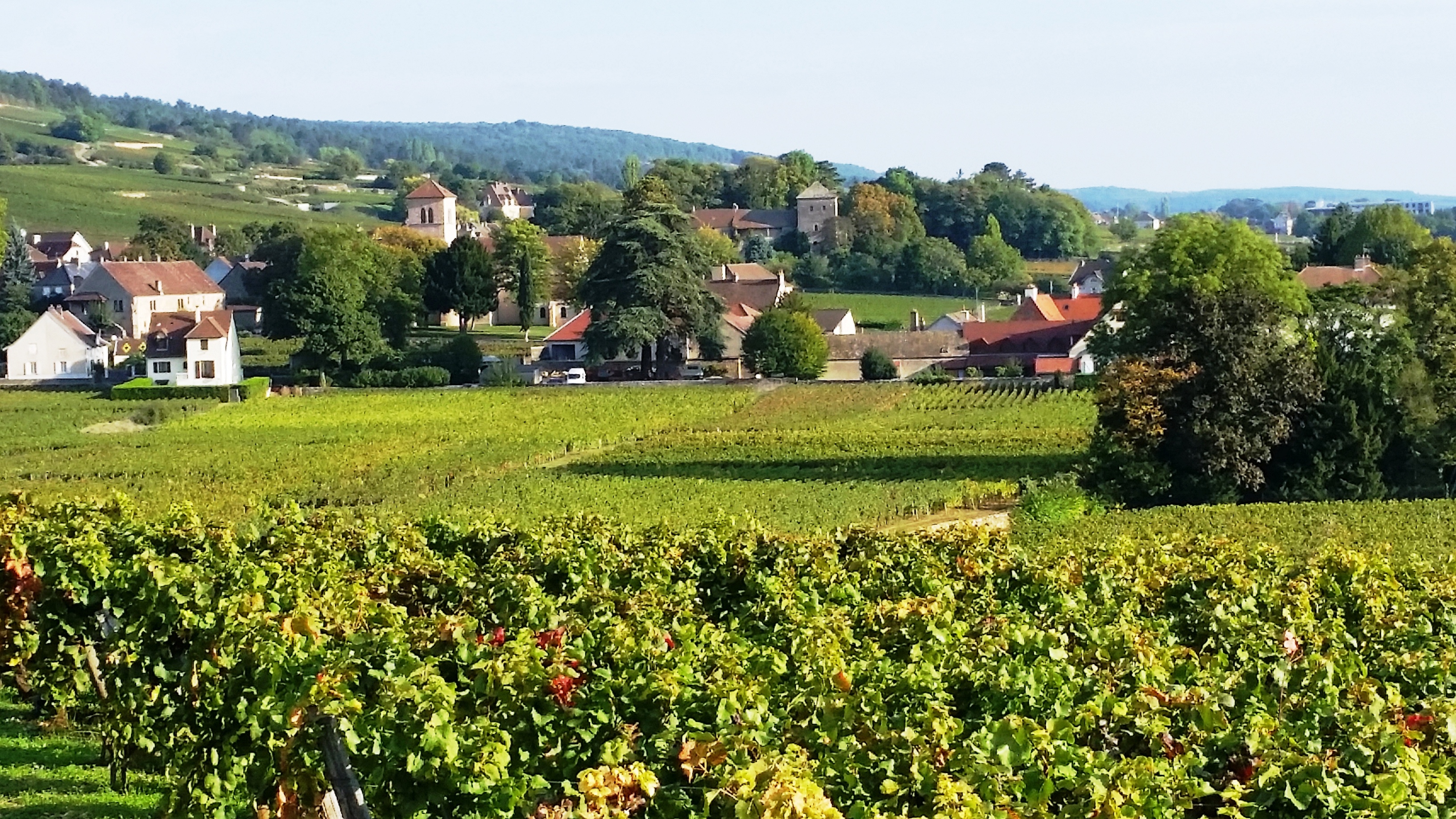 dans les 1er crus  de GevreyChambertin