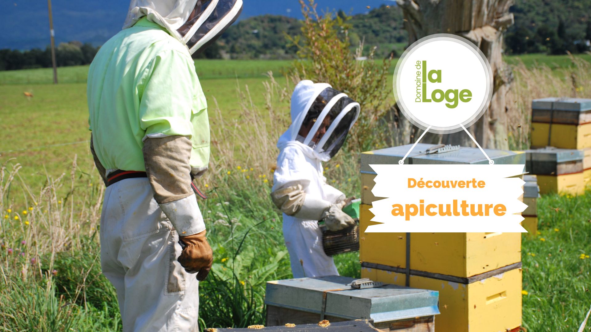 Découverte apiculture