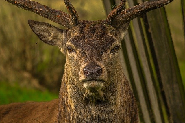 deer-gcc3f63ec7_640