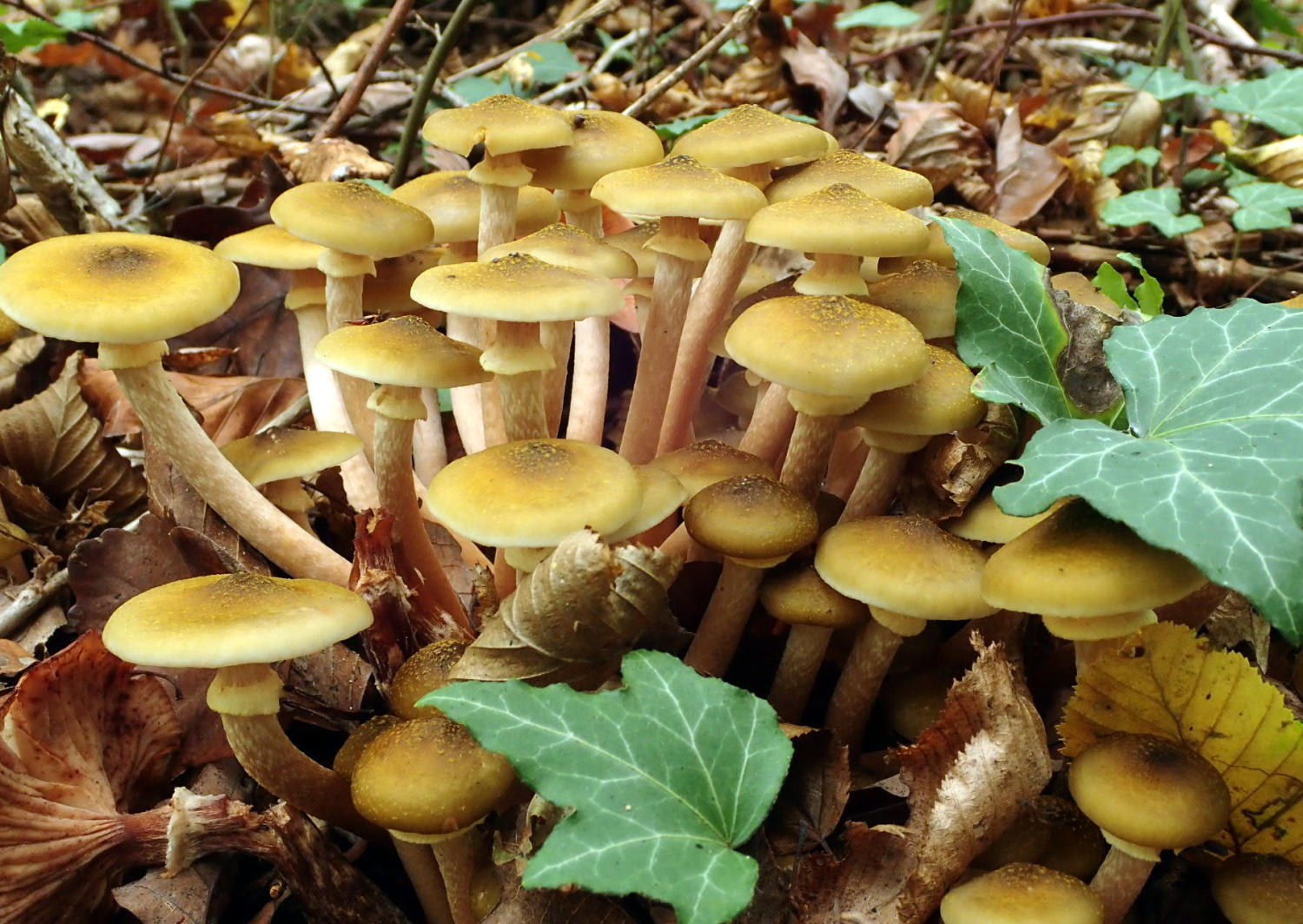 détermination des champignons