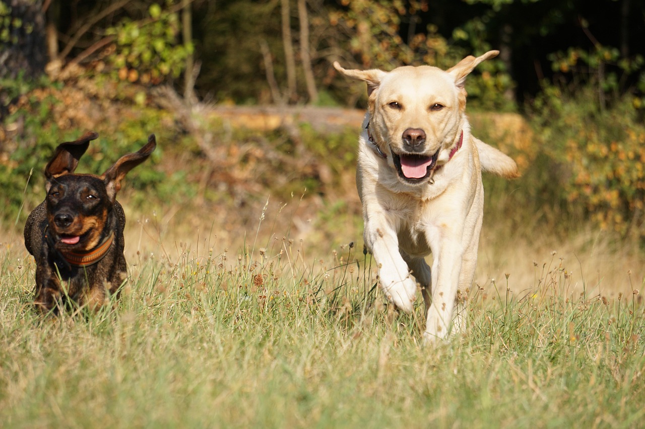 dogs-6877347_1280