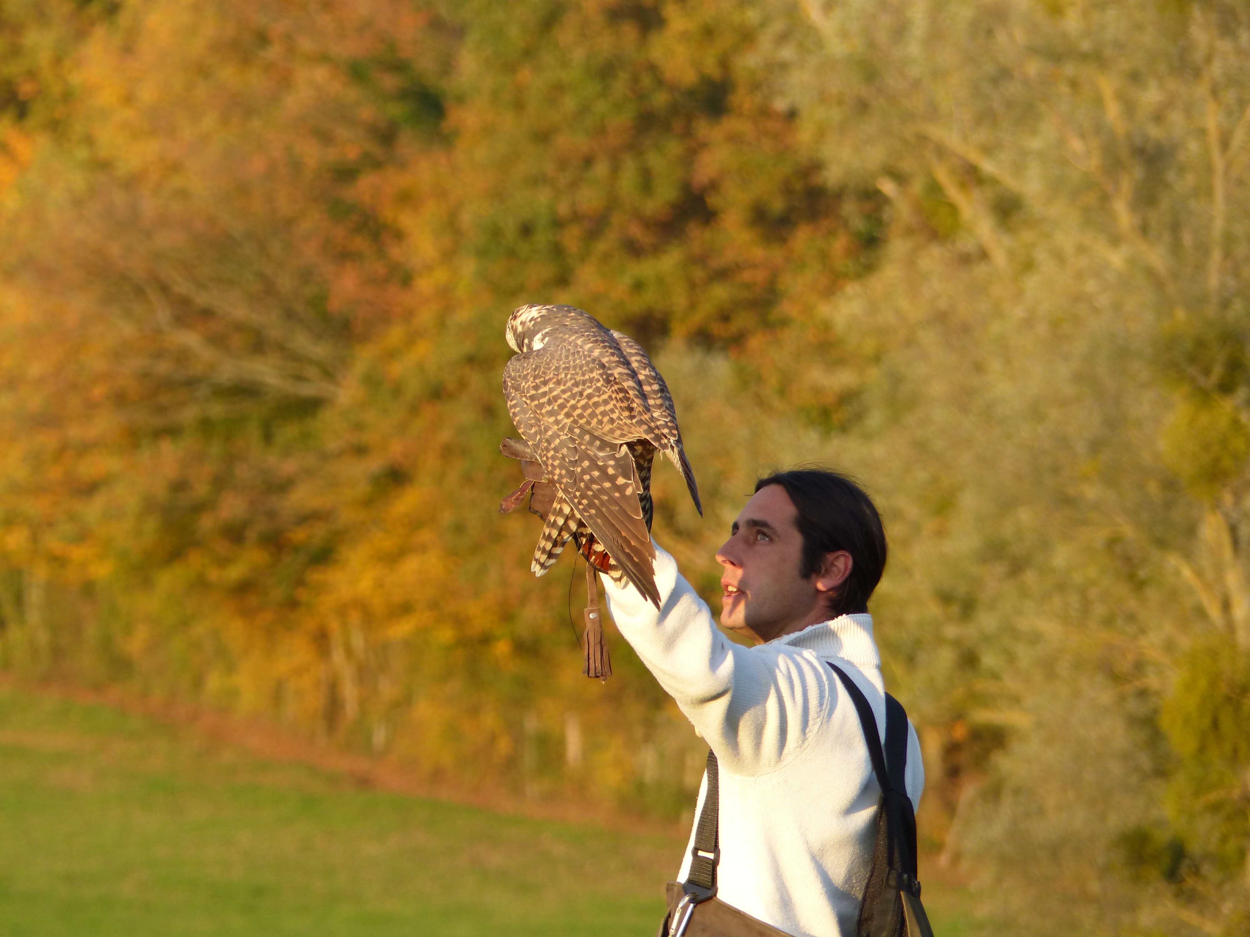 Balade avec les rapaces de Davy Lacroix