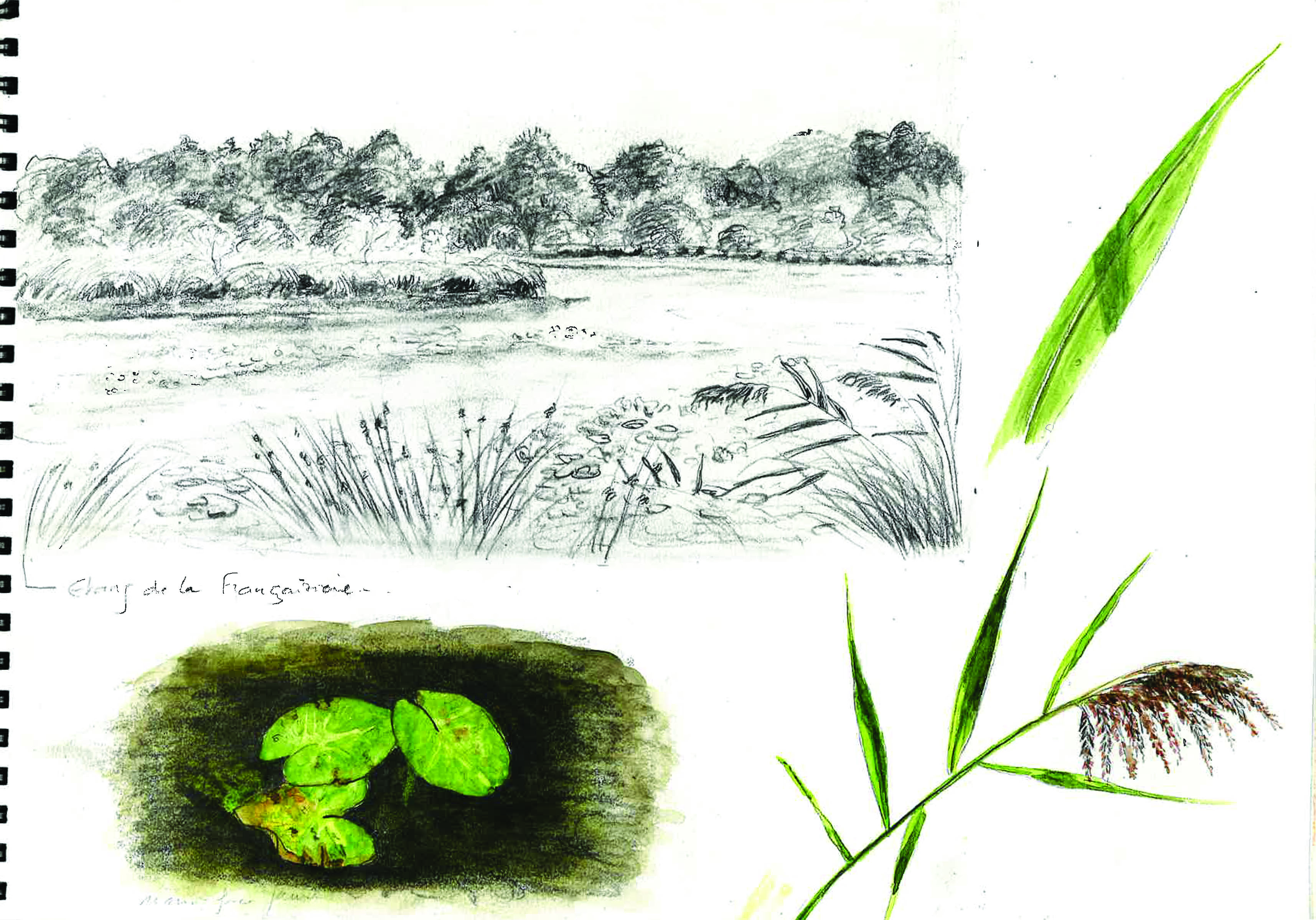 Croquis nature