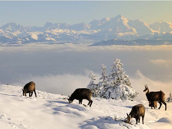 Exposition saisonnière : Faune et flore du jura.