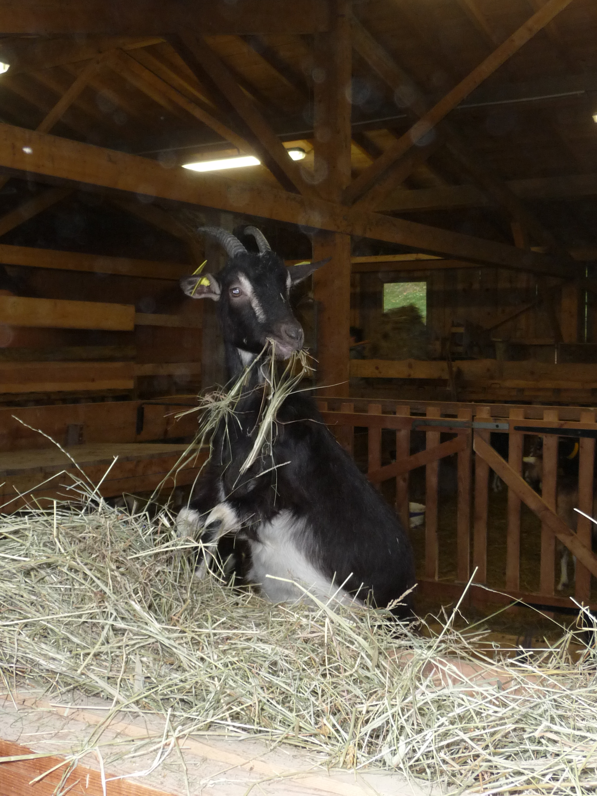 "De la ferme au fromage" — visuel événement