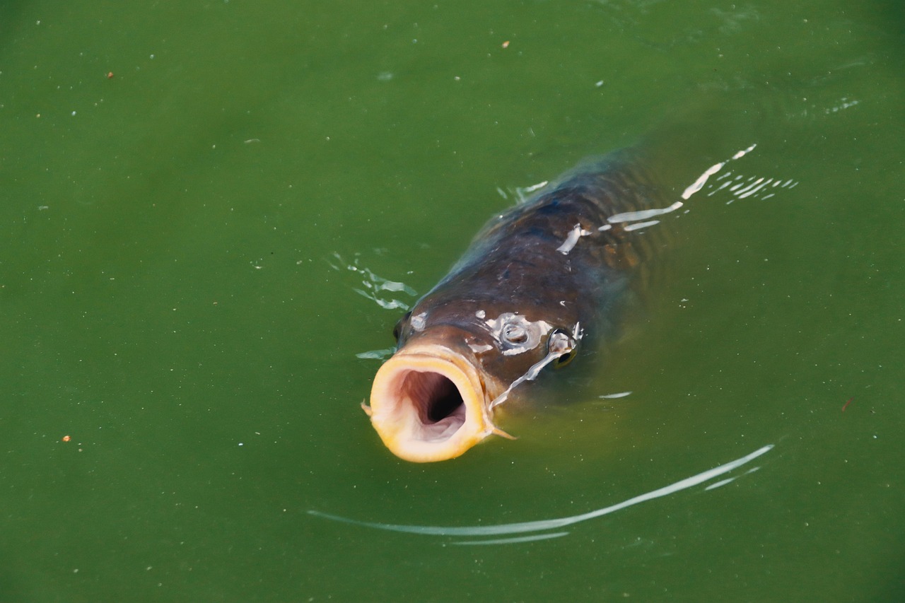 Qualificatif pour la Zombie Garbolino Cup (pêche)
