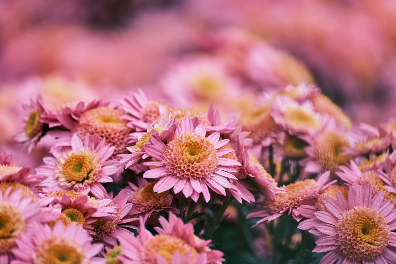 fleurs_chrysanthemes