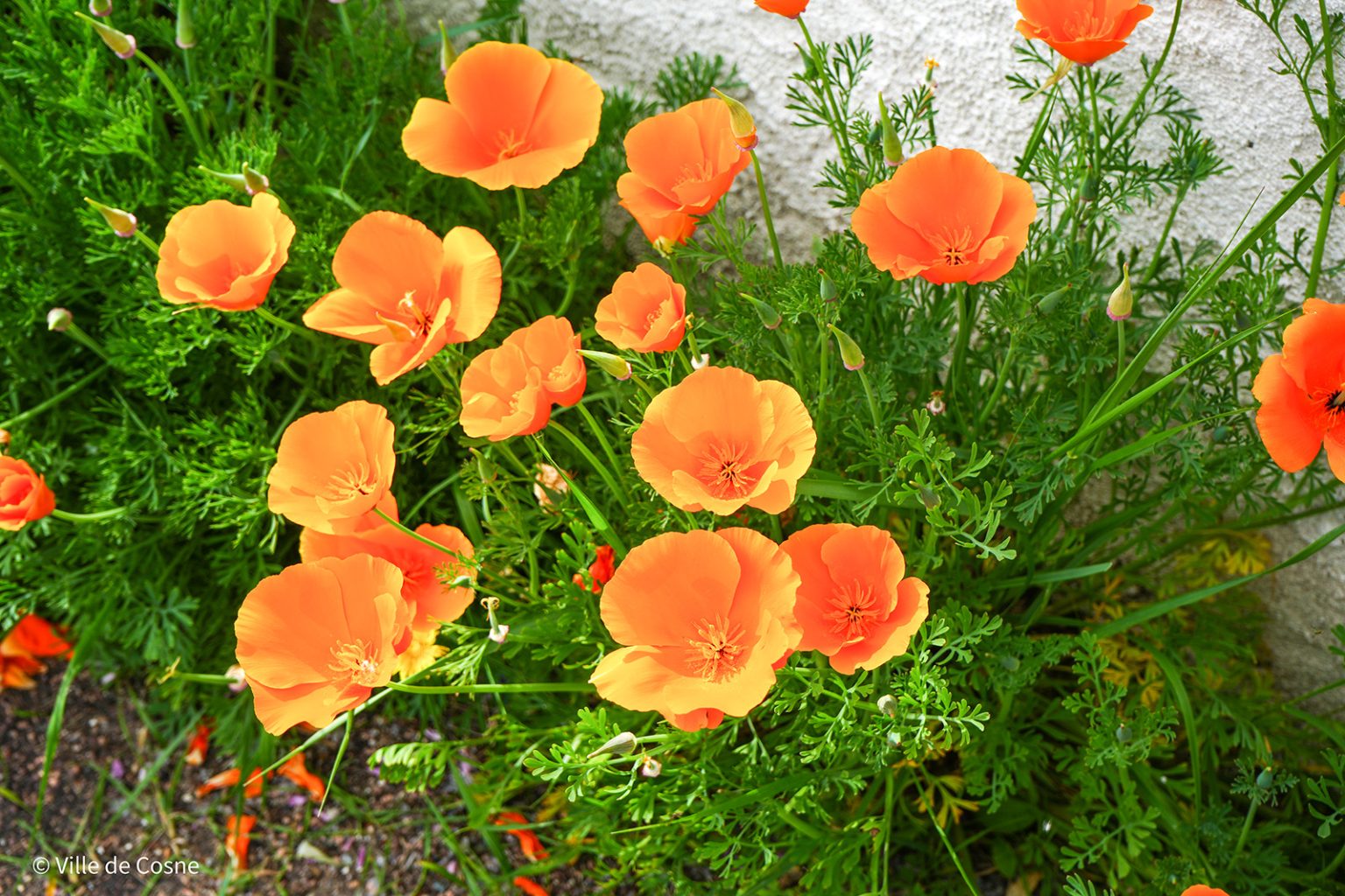 fleurs-semis-pieds-de-murs