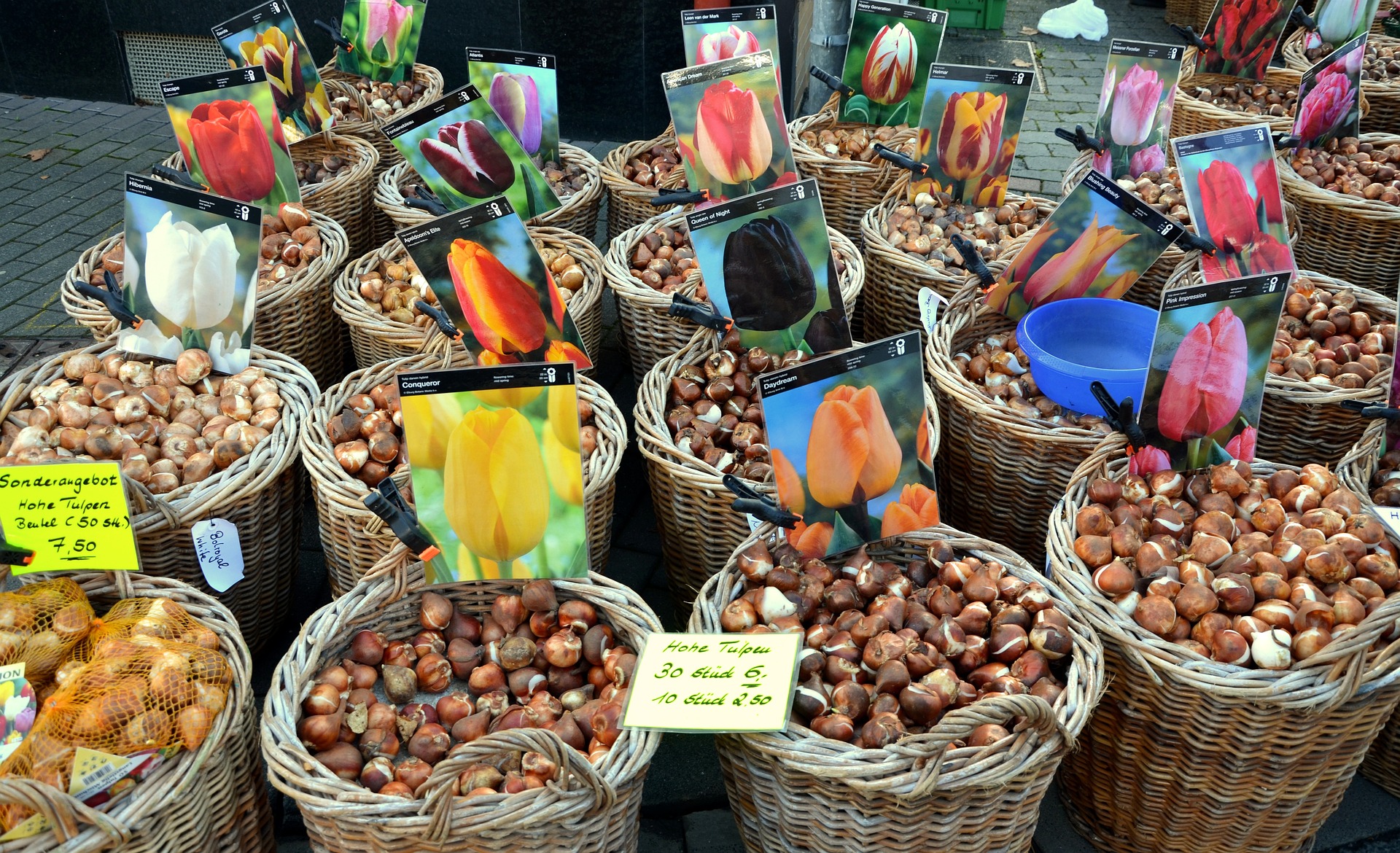 flower-bulbs-g7d7a83e61_1920
