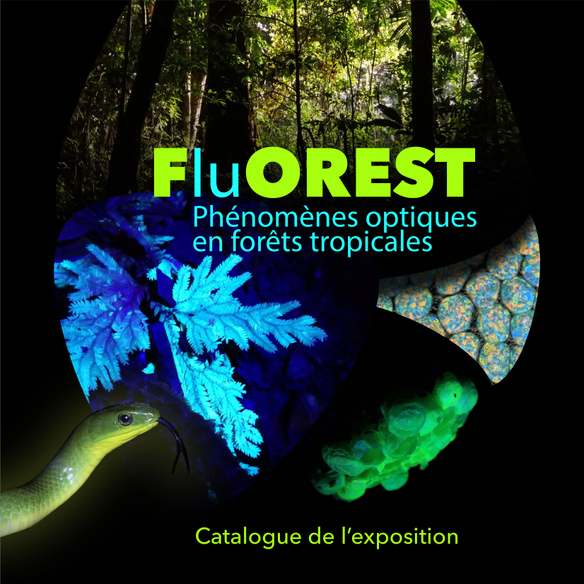 les phénomènes optiques en forêts tropicales
