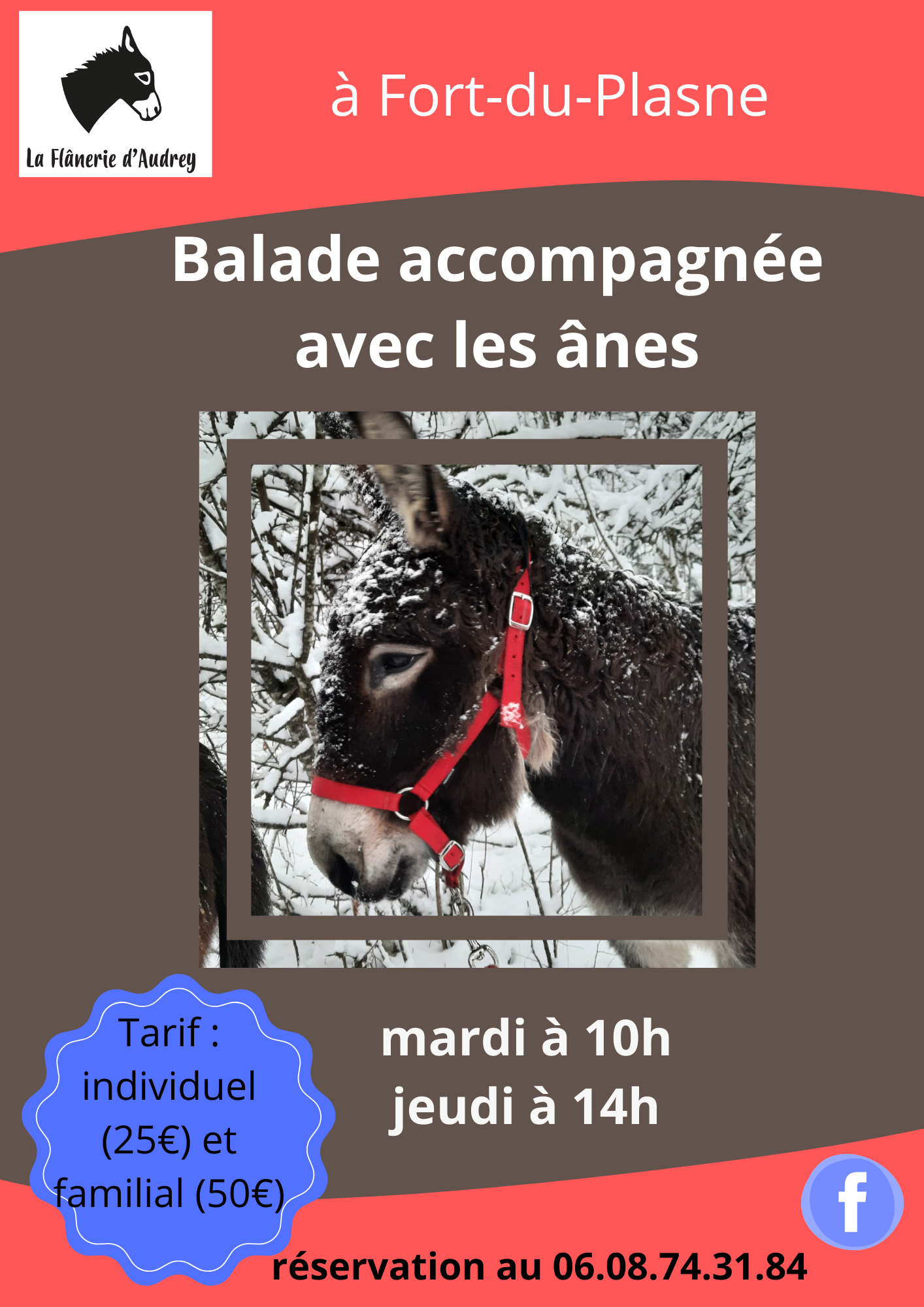 Balade avec les ânes