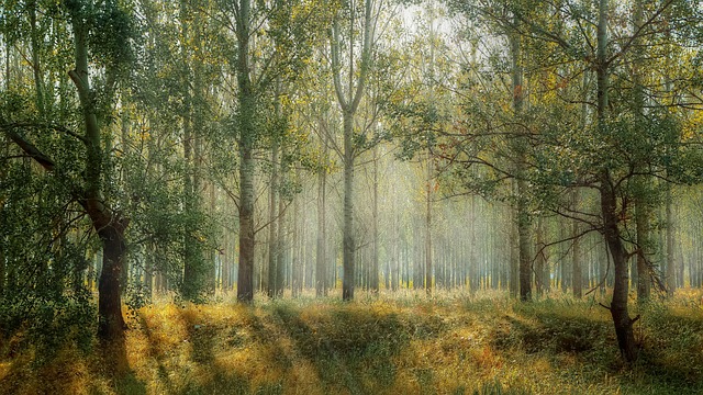 forest-1072828_640(c)Image par Valentin de Pixabey