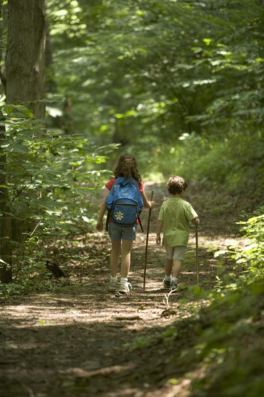 forest-386751_1280