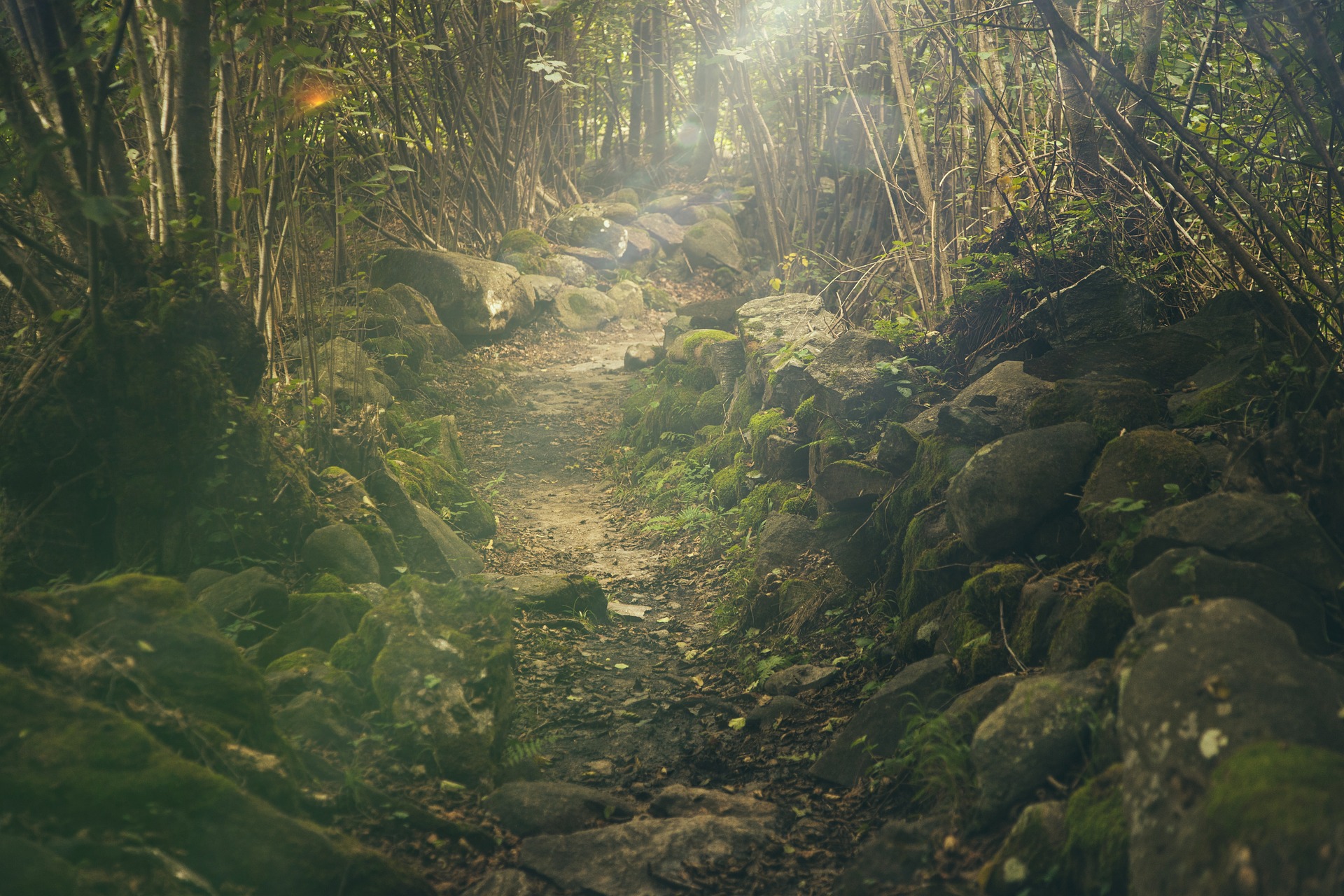 forêt
