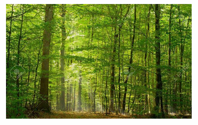Promenade en forêt