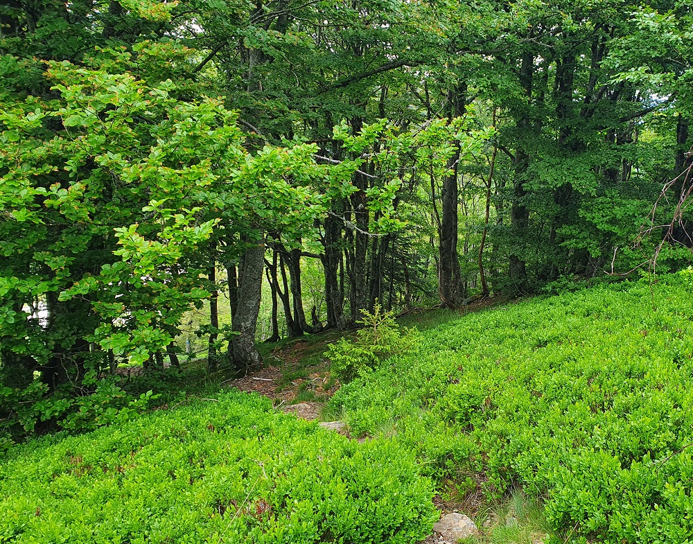 Forêts remarquables du Ballon d'Alsace