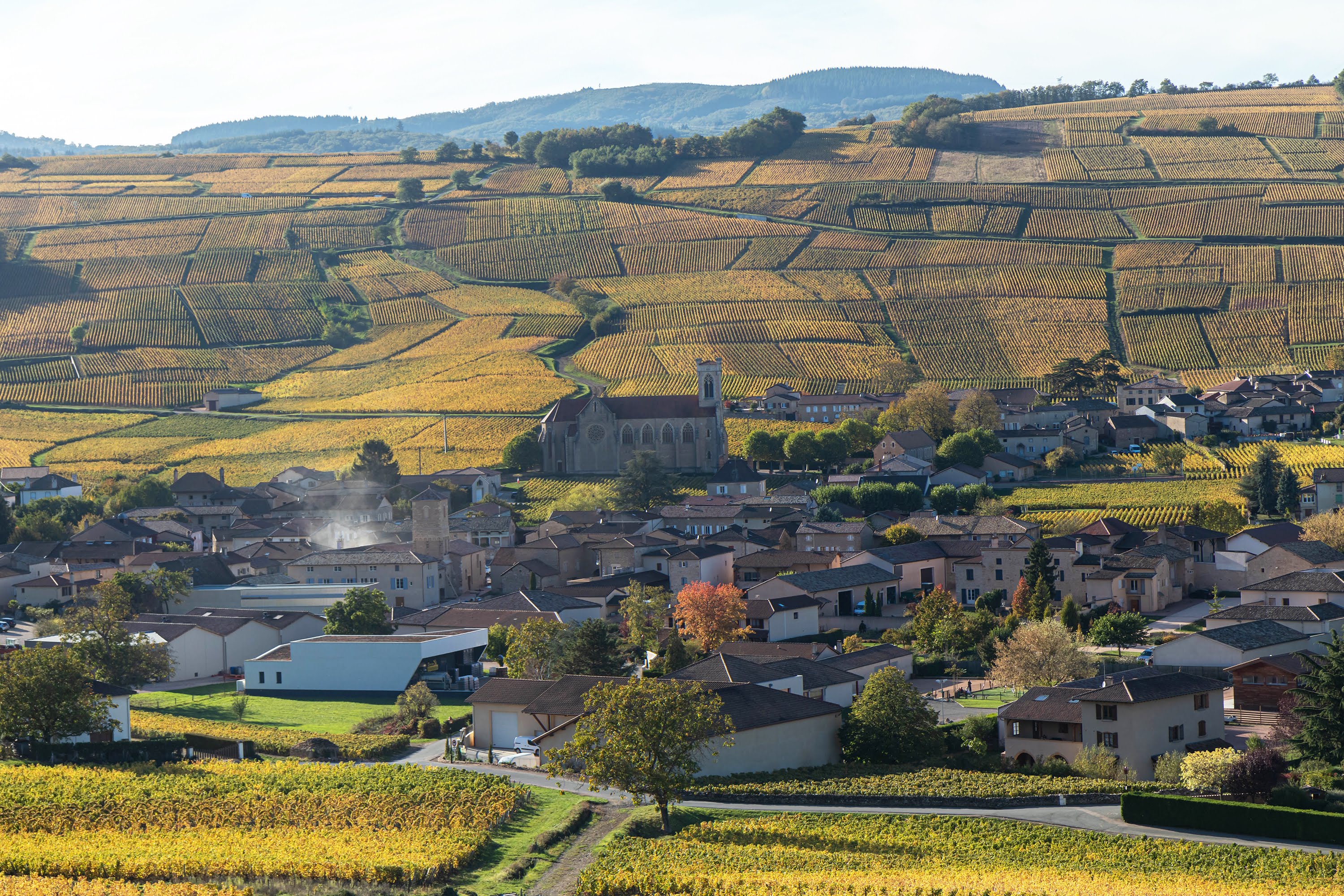Fuissé et ses vignes automnales