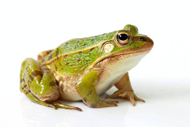 grenouille