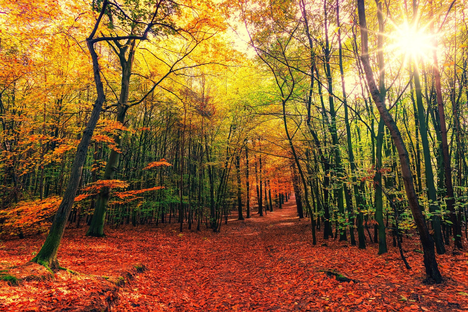Fête de l'automne
