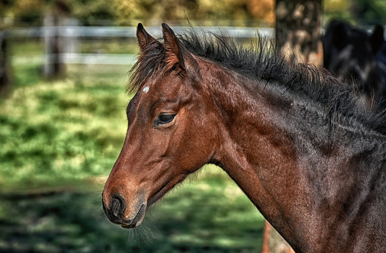 horse-3818264_1280