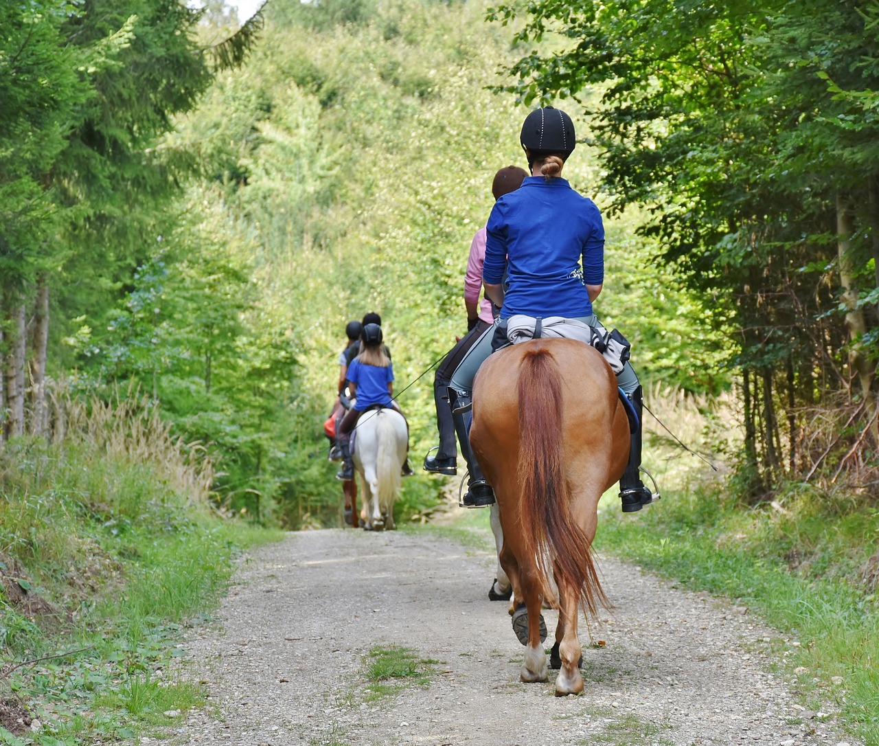 horses-g933b362e7_1280