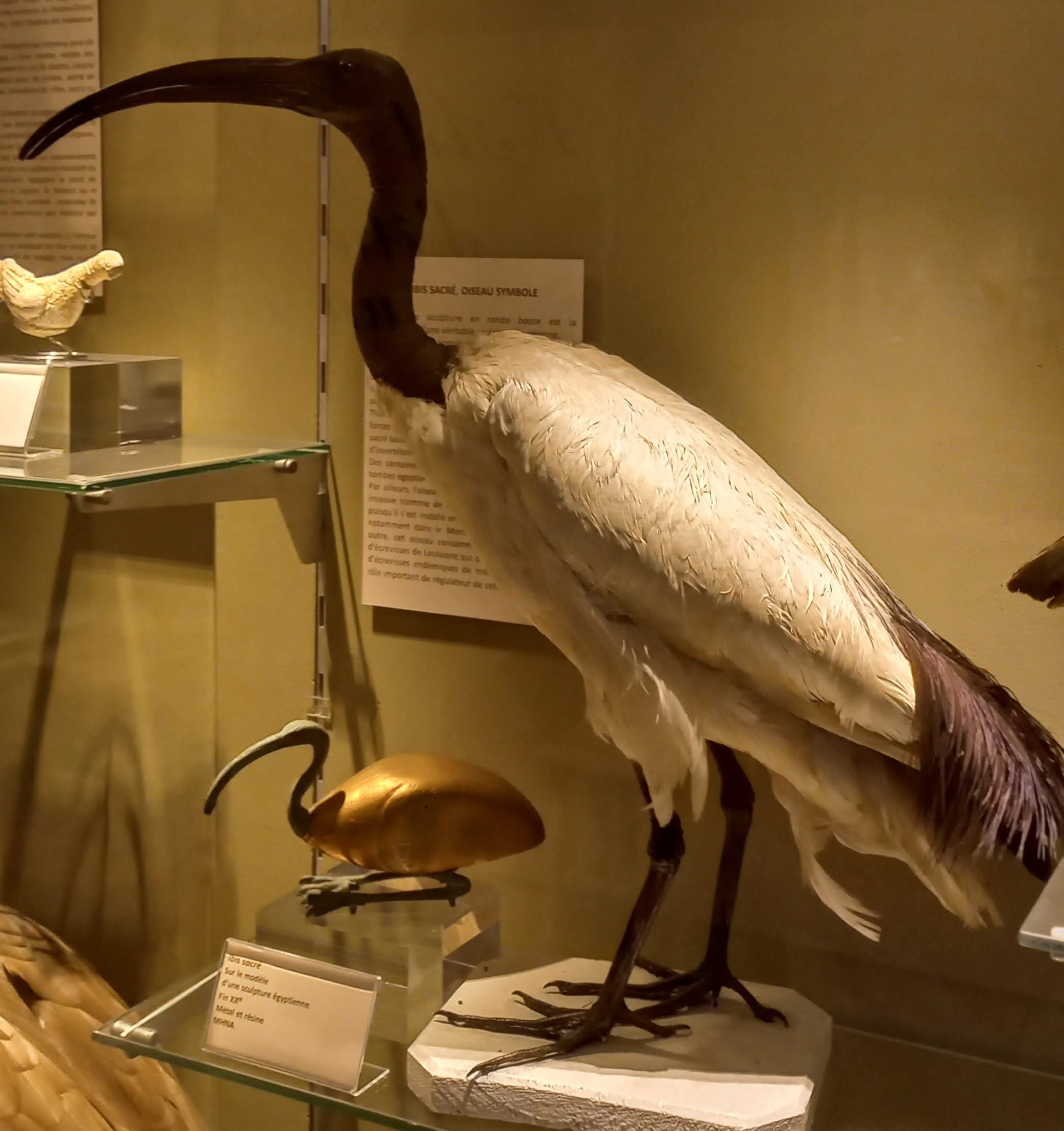 ibis