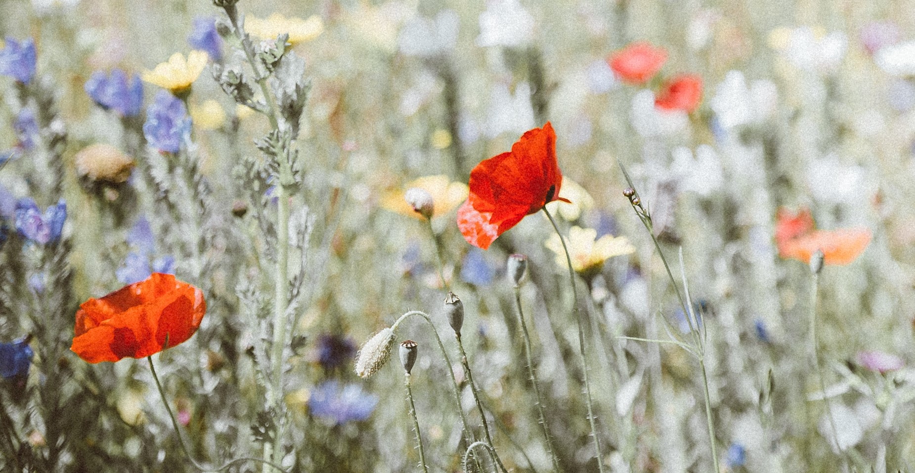 Jardin de fleurs