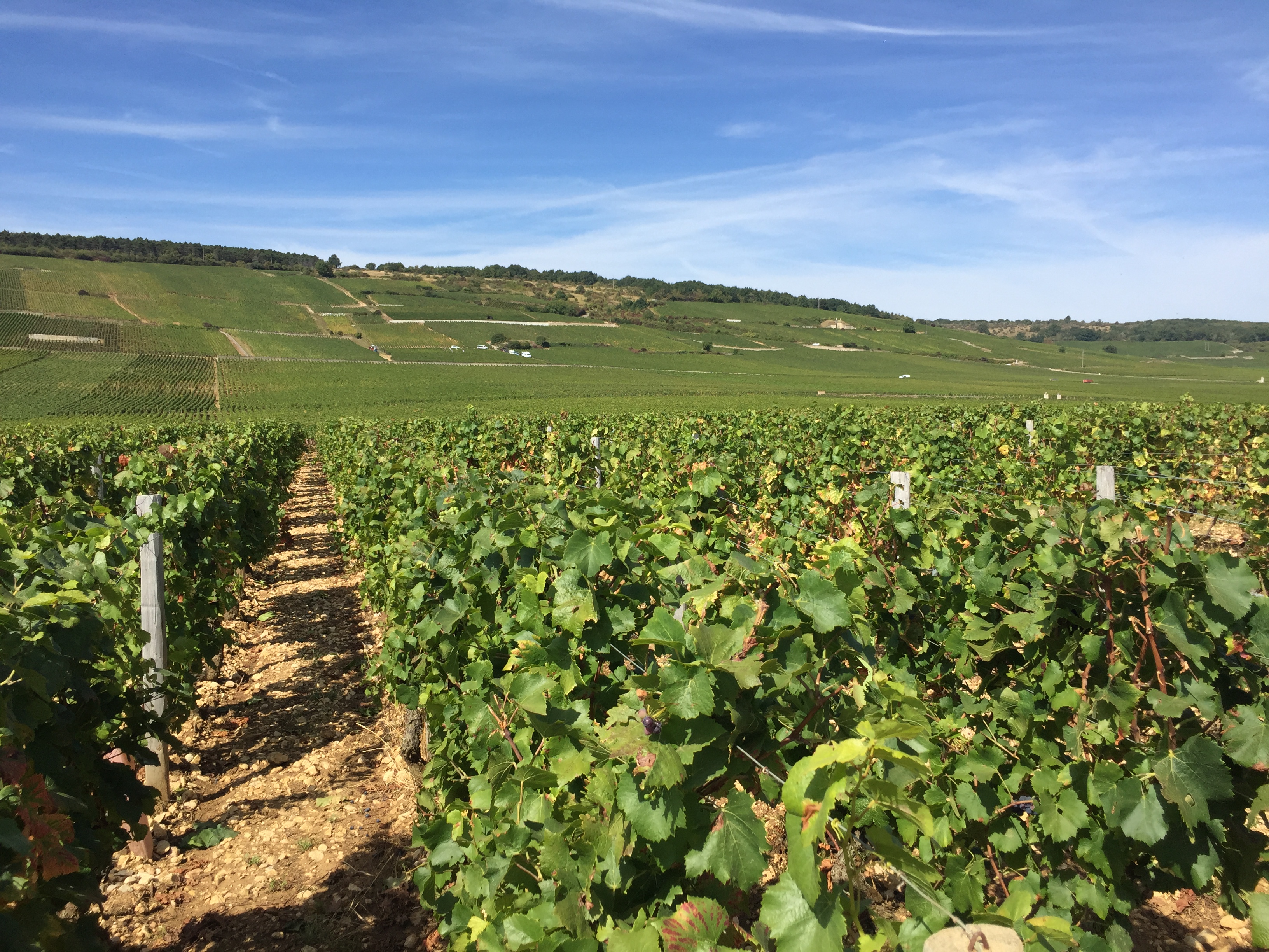 image-vigne-france-a-velo
