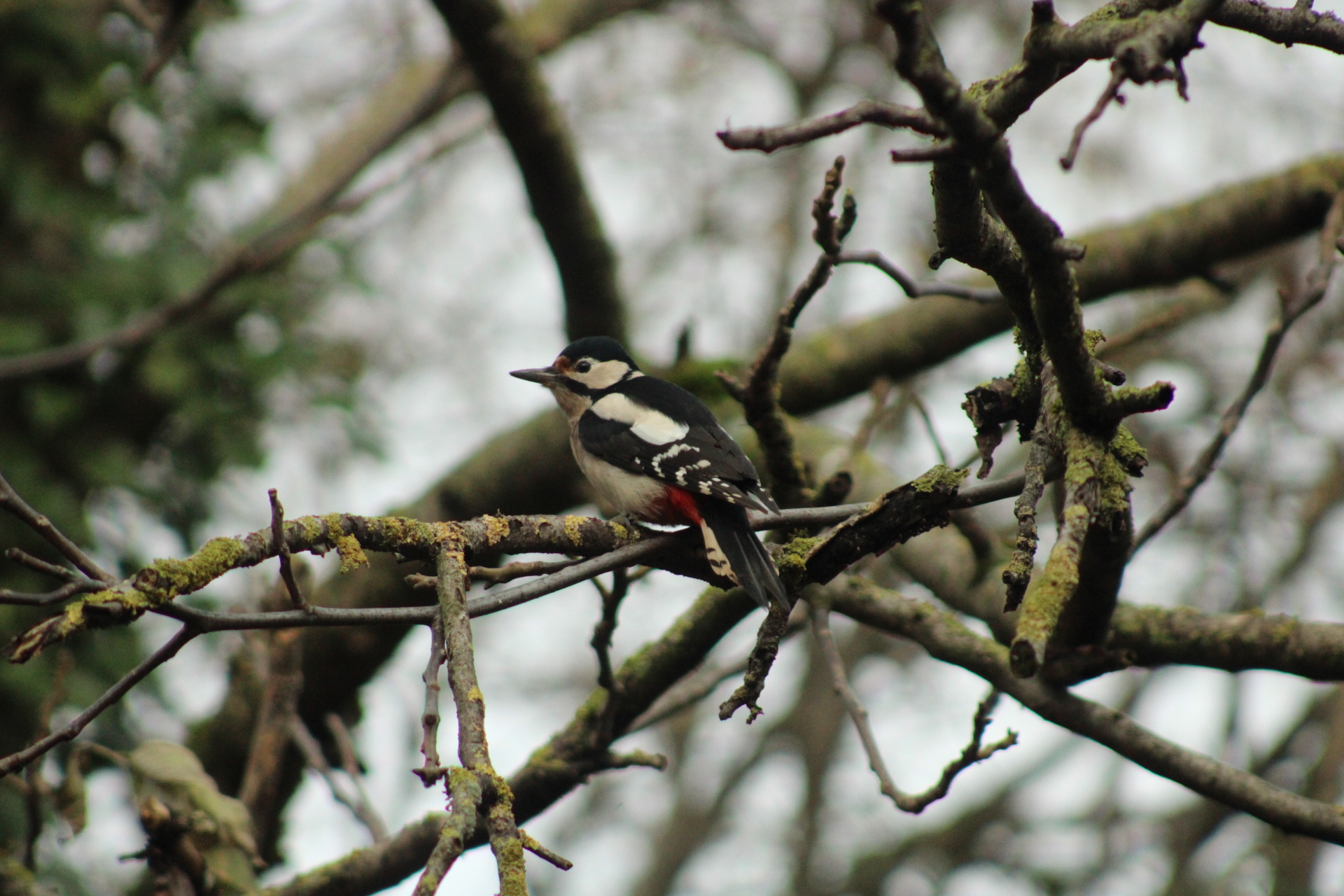image00006