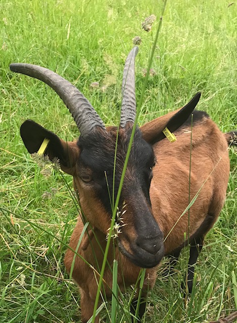 Chèvrerie de la Marsotte