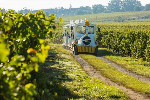 Petit train dans les vignes