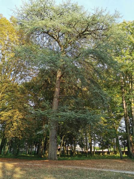 Sequoia Parc Magnin