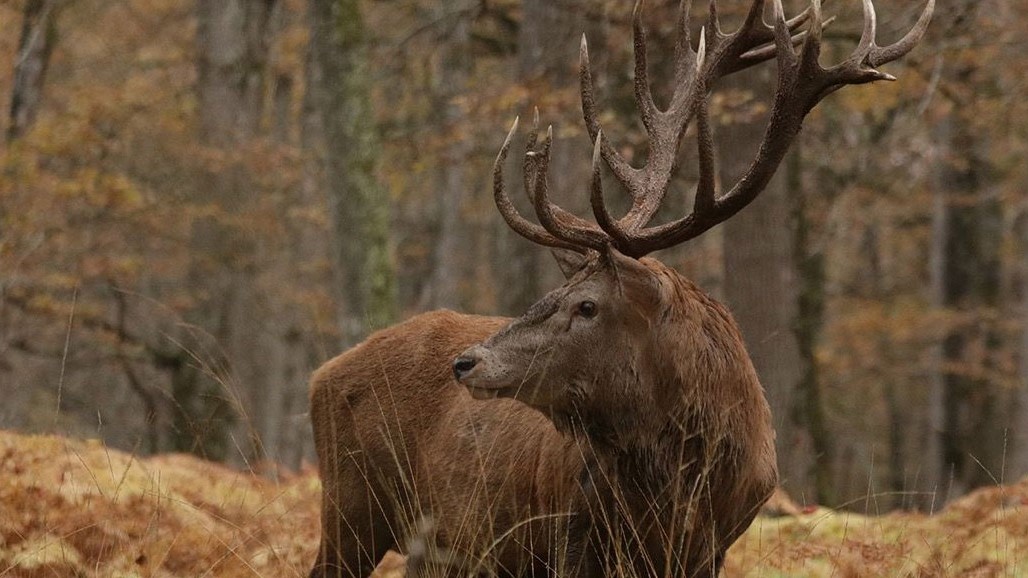 img-slider-boutissaint-accueil-cerf