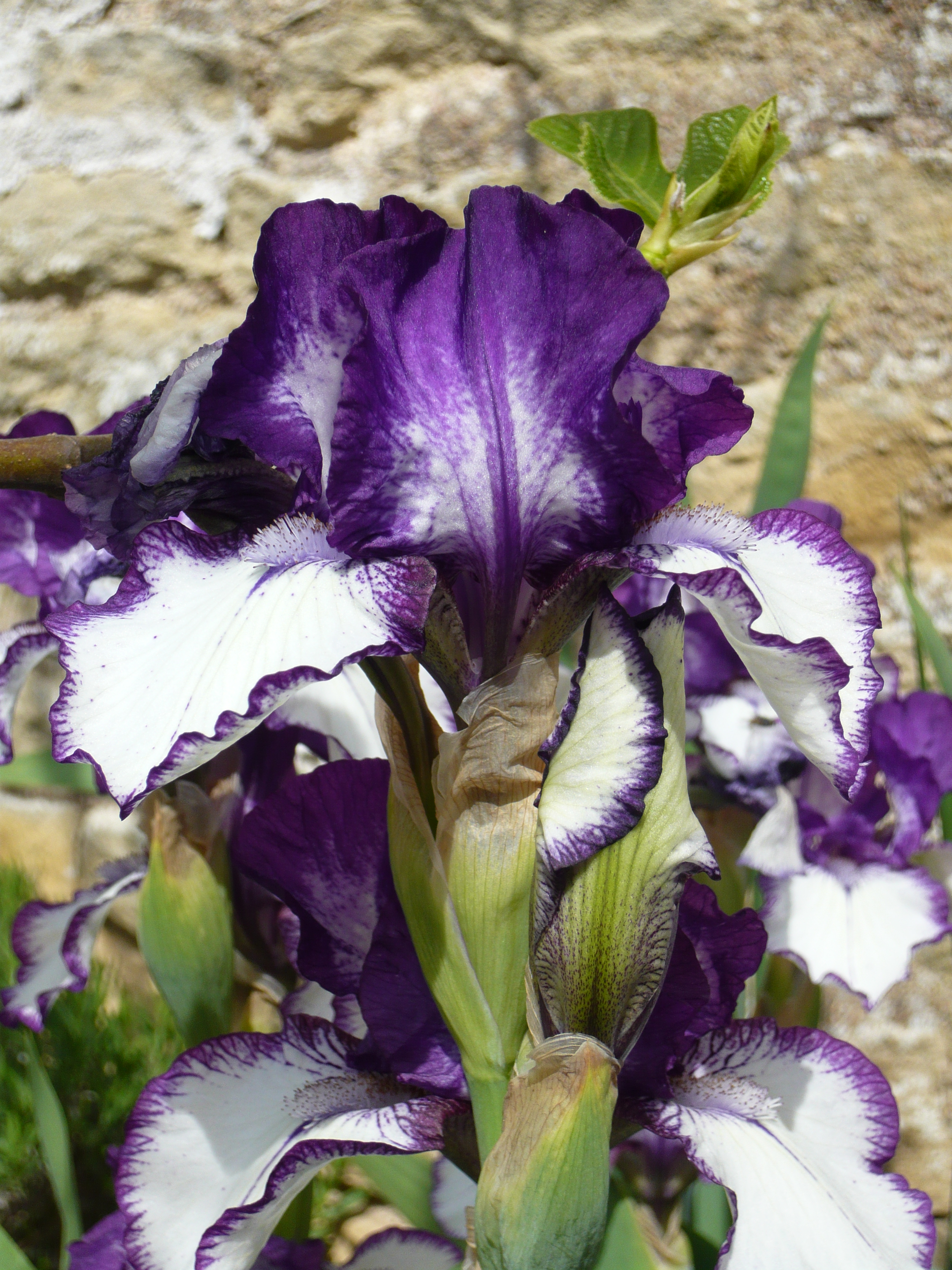 iris